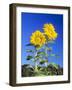 Sunflowers (Helianthus Sp.)-Bjorn Svensson-Framed Photographic Print