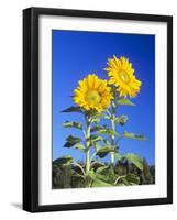 Sunflowers (Helianthus Sp.)-Bjorn Svensson-Framed Photographic Print