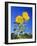 Sunflowers (Helianthus Sp.)-Bjorn Svensson-Framed Photographic Print