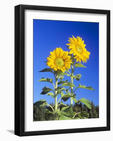 Sunflowers (Helianthus Sp.)-Bjorn Svensson-Framed Photographic Print