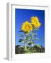 Sunflowers (Helianthus Sp.)-Bjorn Svensson-Framed Photographic Print