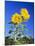 Sunflowers (Helianthus Sp.)-Bjorn Svensson-Mounted Photographic Print