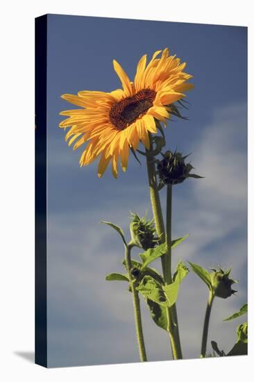 Sunflowers, Hood River, Oregon, USA-Michel Hersen-Stretched Canvas