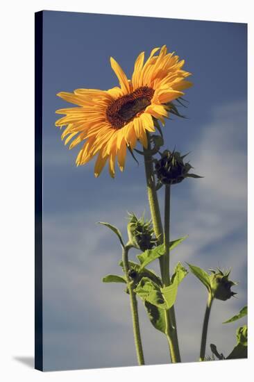 Sunflowers, Hood River, Oregon, USA-Michel Hersen-Stretched Canvas