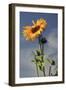 Sunflowers, Hood River, Oregon, USA-Michel Hersen-Framed Photographic Print