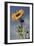 Sunflowers, Hood River, Oregon, USA-Michel Hersen-Framed Photographic Print