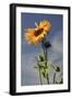 Sunflowers, Hood River, Oregon, USA-Michel Hersen-Framed Photographic Print