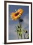 Sunflowers, Hood River, Oregon, USA-Michel Hersen-Framed Photographic Print