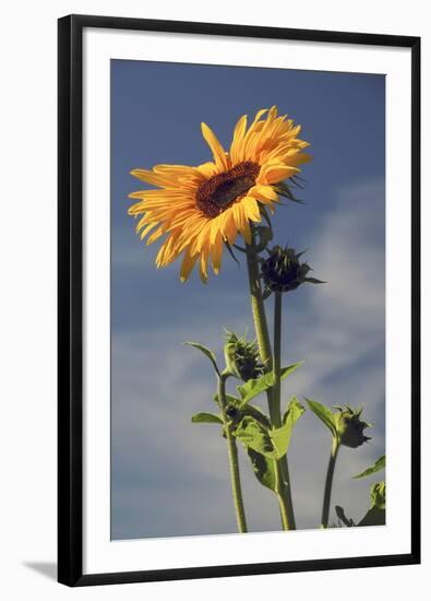 Sunflowers, Hood River, Oregon, USA-Michel Hersen-Framed Photographic Print