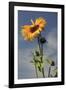 Sunflowers, Hood River, Oregon, USA-Michel Hersen-Framed Photographic Print