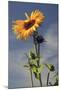 Sunflowers, Hood River, Oregon, USA-Michel Hersen-Mounted Photographic Print