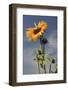 Sunflowers, Hood River, Oregon, USA-Michel Hersen-Framed Photographic Print