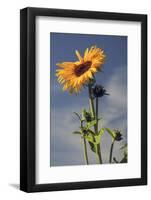 Sunflowers, Hood River, Oregon, USA-Michel Hersen-Framed Photographic Print