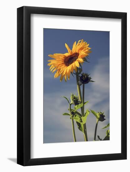 Sunflowers, Hood River, Oregon, USA-Michel Hersen-Framed Photographic Print