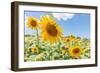 Sunflowers I-Richard Silver-Framed Photographic Print