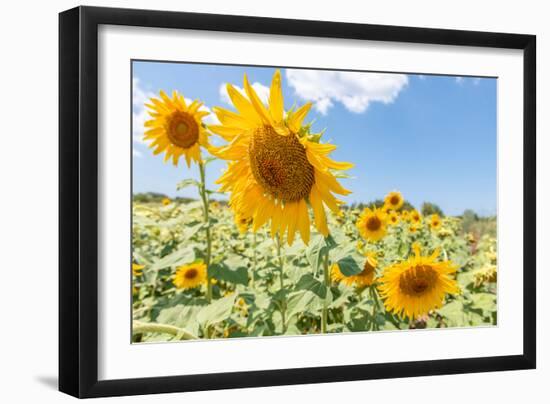 Sunflowers I-Richard Silver-Framed Photographic Print