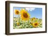 Sunflowers I-Richard Silver-Framed Photographic Print