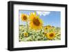 Sunflowers I-Richard Silver-Framed Photographic Print