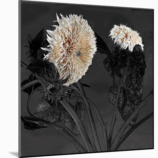 Sunflowers I-Shelley Lake-Mounted Photographic Print