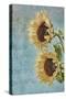 Sunflowers II-Kathy Mahan-Stretched Canvas