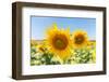 Sunflowers II-Richard Silver-Framed Photographic Print