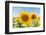 Sunflowers II-Richard Silver-Framed Photographic Print