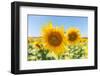 Sunflowers II-Richard Silver-Framed Photographic Print