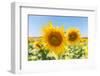 Sunflowers II-Richard Silver-Framed Photographic Print