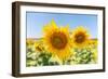 Sunflowers II-Richard Silver-Framed Photographic Print