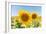 Sunflowers II-Richard Silver-Framed Photographic Print