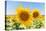 Sunflowers II-Richard Silver-Stretched Canvas