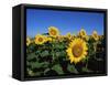 Sunflowers, Illinois, USA-Lynn M^ Stone-Framed Stretched Canvas