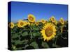 Sunflowers, Illinois, USA-Lynn M^ Stone-Stretched Canvas