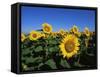 Sunflowers, Illinois, USA-Lynn M^ Stone-Framed Stretched Canvas