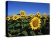 Sunflowers, Illinois, USA-Lynn M^ Stone-Stretched Canvas