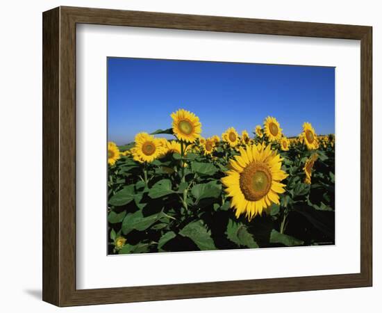 Sunflowers, Illinois, USA-Lynn M^ Stone-Framed Premium Photographic Print