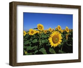 Sunflowers, Illinois, USA-Lynn M^ Stone-Framed Premium Photographic Print
