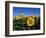 Sunflowers, Illinois, USA-Lynn M^ Stone-Framed Premium Photographic Print