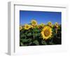 Sunflowers, Illinois, USA-Lynn M^ Stone-Framed Premium Photographic Print