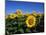 Sunflowers, Illinois, USA-Lynn M^ Stone-Mounted Premium Photographic Print