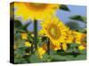 Sunflowers, Illinois, USA-Lynn M. Stone-Stretched Canvas
