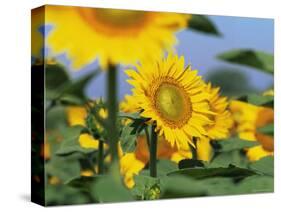 Sunflowers, Illinois, USA-Lynn M. Stone-Stretched Canvas