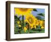 Sunflowers, Illinois, USA-Lynn M. Stone-Framed Premium Photographic Print