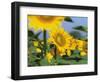 Sunflowers, Illinois, USA-Lynn M. Stone-Framed Premium Photographic Print