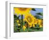 Sunflowers, Illinois, USA-Lynn M. Stone-Framed Premium Photographic Print