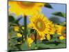 Sunflowers, Illinois, USA-Lynn M. Stone-Mounted Premium Photographic Print