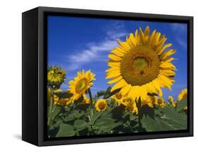 Sunflowers, Illinois, USA-Lynn M. Stone-Framed Stretched Canvas