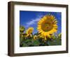 Sunflowers, Illinois, USA-Lynn M. Stone-Framed Premium Photographic Print