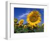 Sunflowers, Illinois, USA-Lynn M. Stone-Framed Premium Photographic Print