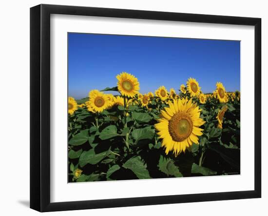 Sunflowers, Illinois, USA-Lynn M^ Stone-Framed Photographic Print